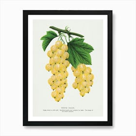 Vintage Botanical Art Print _2697913 Art Print