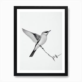 Cedar Waxwing B&W Pencil Drawing 1 Bird Art Print