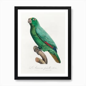 Yellow Fronted Amazon, From Natural History Of Parrots, Francois Levaillant Art Print