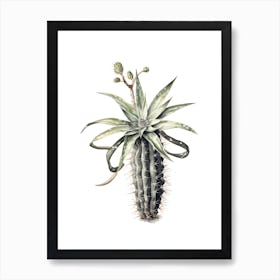 Zebra Cactus Watercolour Drawing 3 Art Print