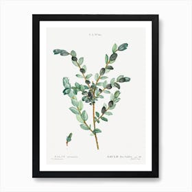 Creeping Willow, Pierre Joseph Redoute Art Print