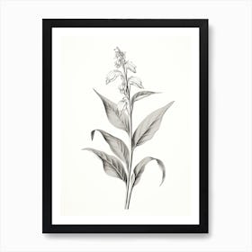 Comfrey Vintage Botanical Herbs 1 Art Print