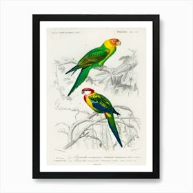 Different Types Of Birds, Charles Dessalines D'Orbigny 5 Art Print