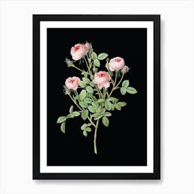 Vintage Burgundian Rose Botanical Illustration on Solid Black n.0104 Art Print