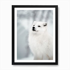 White Arctic Fox Affiche