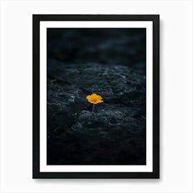 Single Flower On A Rock 9 Art Print