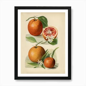 Vintage Illustration Of Orange, John Wright Art Print