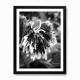 Sweet William Black And White - Photography Art Print