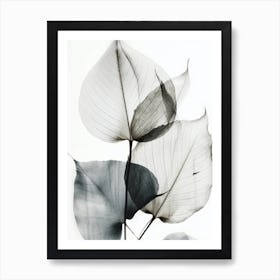 Black White Leaf Image 1 Art Print