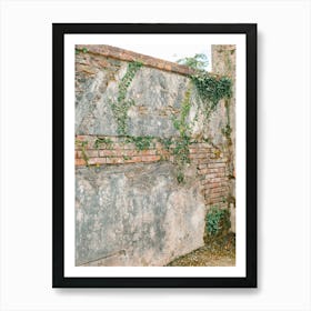 Ivy Growing On A Wall in Ireland  Art Print