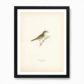 Locustella Naevia, The Von Wright Brothers Art Print