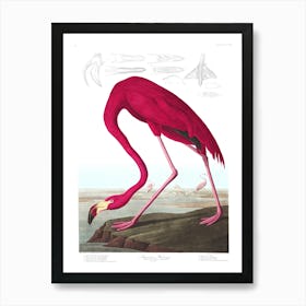 John James Audubon Flamingo Art Print