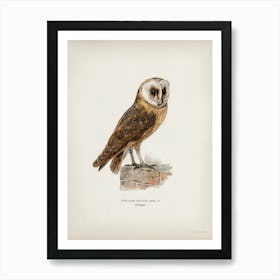 Tyto Alba Guttata Owl, The Von Wright Brothers Art Print