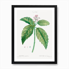 Japanese Laurel, Pierre Joseph Redoute Art Print