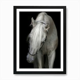 White Horse 1 Art Print