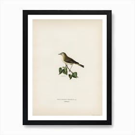 Willow Warbler, The Von Wright Brothers Art Print