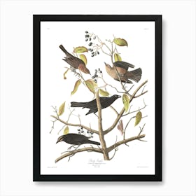 John James Audubon Rusty Grackle Art Print