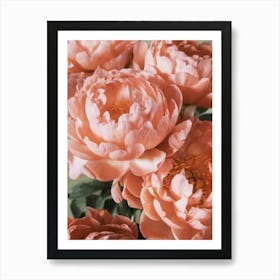 Peonies Art Print