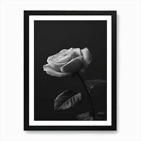 Black And White Rose 1 Art Print