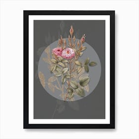 Vintage Botanical Mossy Pompon Rose on Circle Gray on Gray n.0285 Art Print