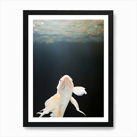 Betta Fish Art Print