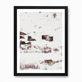 Coyote Near Buffalo Art Print