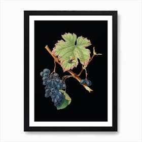 Vintage Barbera Grape Botanical Illustration on Solid Black n.0941 Art Print