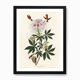 Ruff Necked, Birds Of America, John James Audubon Art Print