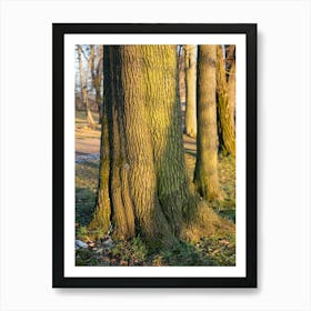 Tree trunk in the evening light 1 Art Print