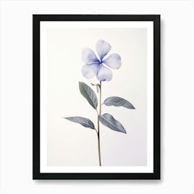 Pressed Flower Botanical Art Periwinkle 1 Art Print