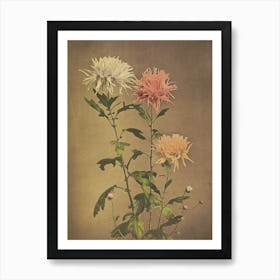 Chrysanthemums 10 Art Print