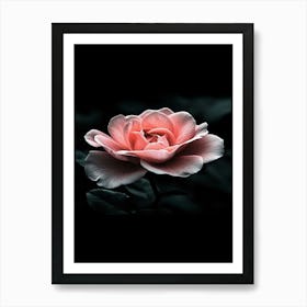 Pink Rose 53 Art Print