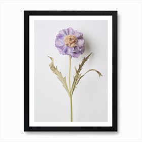 Pressed Flower Botanical Art Scabiosa 2 Art Print