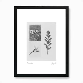 Freesia Botanical Collage 3 Art Print