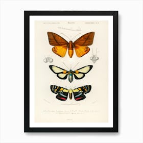 Collection Of Moths, Charles Dessalines D'Orbigny 1 Affiche