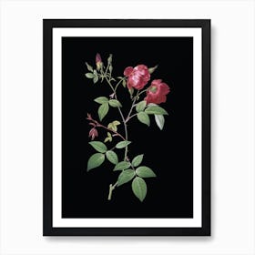 Vintage Velvet China Rose Botanical Illustration on Solid Black n.0426 Art Print
