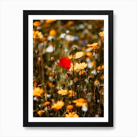 Red Poppy Flower In A Summers Field Colour Nature Photography Art Print