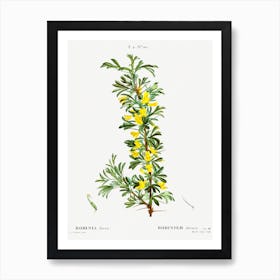 Robinia Caragana, Pierre Joseph Redoute Art Print