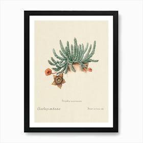 Starfish Cactus, Familie Der Cacteen 1 Art Print