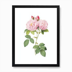 Vintage Italian Damask Rose Botanical Illustration on Pure White n.0759 Art Print