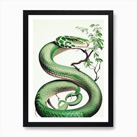 Green Tree Python Snake 1 Vintage Art Print