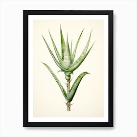 Aloe Vera Vintage Botanical Herbs 2 Art Print