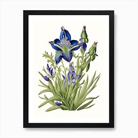 Prairie Gentian Wildflower Vintage Botanical Art Print