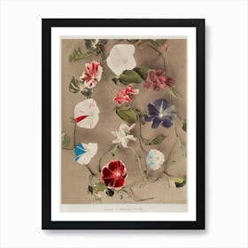 Group Of Morning Glories, Hand Colored Collotype From Some Japanese Flowers (1896), Kazumasa Ogawa Art Print