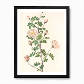 Roses 1 Art Print