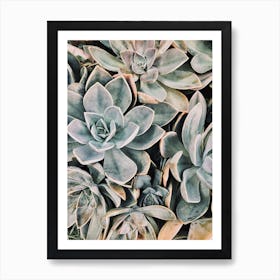 Blue Succulents Art Print