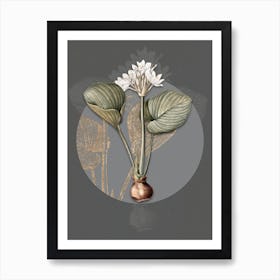 Vintage Botanical Cardwell Lily on Circle Gray on Gray n.0220 Art Print