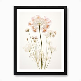 Pressed Wildflower Botanical Art Queen Annes Lace 2 Art Print