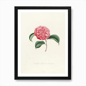 Carnation Art Print