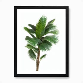 Windmill Palm Tree (Trachycarpus Fortunei) Watercolor Art Print